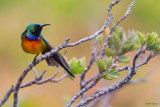 Orange-breasted Sunbird