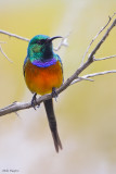 Orange-breasted Sunbird 
