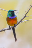 Orange-breasted Sunbird