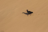 Bald Ibis