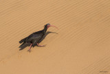 Bald Ibis 