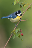 African Blue Tit