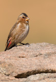 African Crimson-winged Finch 