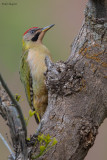Maghreb Green Woodpecker