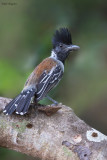 Black-crested Antshrike