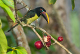 Green Aracari