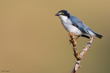 Hooded Tanager