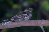 Mees's Nightjar