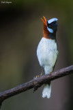 Chestnut-throated Flycatcher
