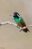 Xantus's Hummingbird