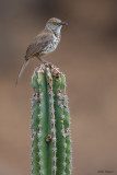 Grey Thrasher