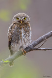 Baja Pygmy-owl