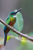 Green-tailed Jacamar