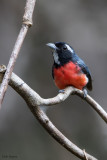 Rose-breasted Chat 