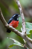 Rose-breasted Chat 