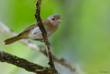 Buff-cheeked Greenlet 