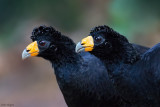 Black Curassow