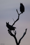 Great Horned Owl 