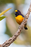 Finsch's Euphonia