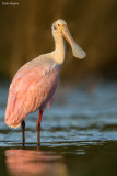 Roseate Spoonbill