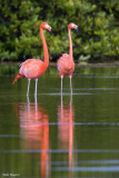 American Flamingo