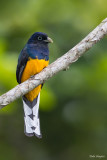 Green-backed Trogon