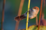 Yellow-chinned Spinetail