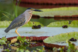 Green-backed Heron