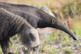 Giant Anteater