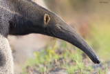 Giant Anteater 