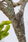 African Spotted Creeper