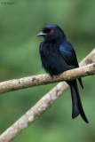 Velvet-mantled Drongo