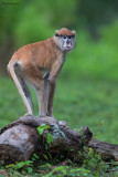 Patas Monkey