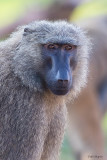 Olive Baboon