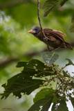 Naked-faced Barbet 