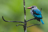 Woodland Kingfisher 