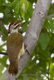 Fine-spotted Woodpecker