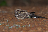 Long-tailed Nightjar 