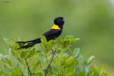Yellow-mantled Widowbird
