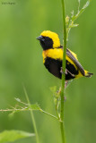 Yellow-crowned Bishop 