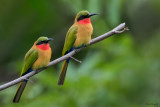 Red-throated Bee-eater