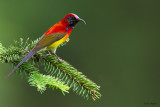 Gould's Sunbird
