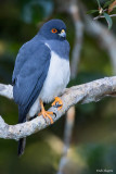 New Caledonian Goshawk (Hawks, Eagles, and Kites)