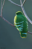Cloven-feathered Dove