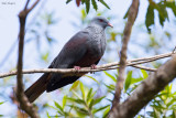 New Caledonian Imperial-pigeon 