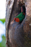 Red-throated Parrotfinch