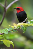 Cardinal Myzomela