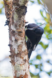New Caledonian Crow