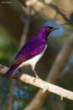 Violet-backed Starling