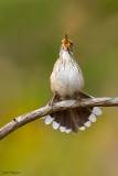 White-browed Scrub Robin